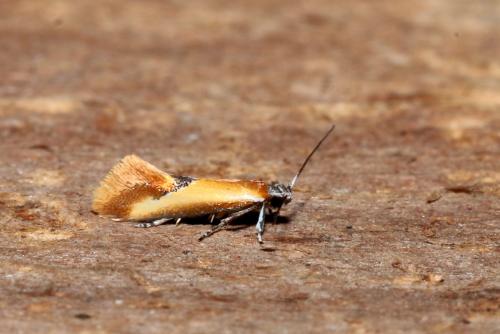 Batia lunaris